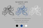 Vintage Marine Life Illustration Set, an Animal Illustration by NatalieArtShop (Thumbnail 19 of 20)
