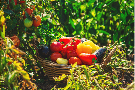 Harvest different vegetables in the, a Food & Drink Photo by yanadjana