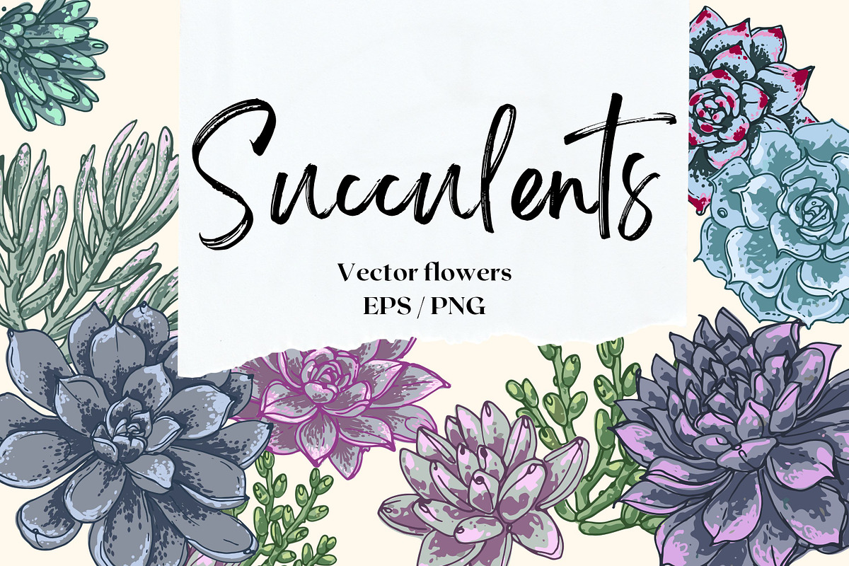 Succulents. Vector flowers, a Decorative Illustration by irina.vaneeva (Photo 1 of 5)