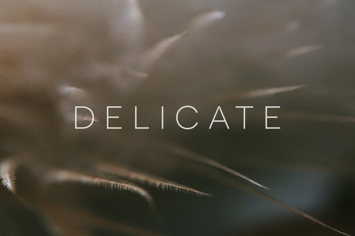 Delicate | 20 Feather Photos, a Nature Photo by Melanie Helena (Photo 7 of 20)