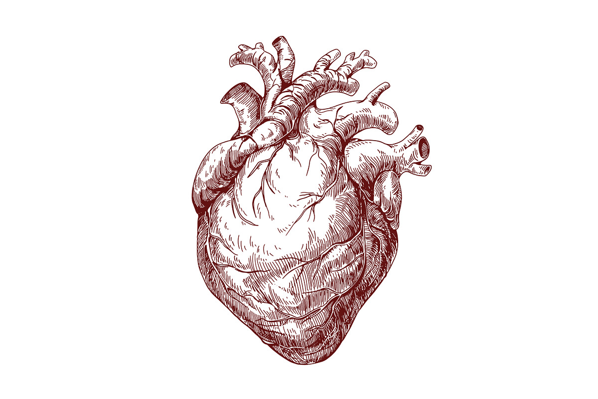 Realistic heart, real human organ, a Healthcare Illustration by Good Studio (Photo 3 of 6)