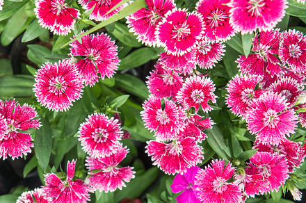 Dianthus flowers beautiful flowers, a Nature Photo by Lady-Vintage