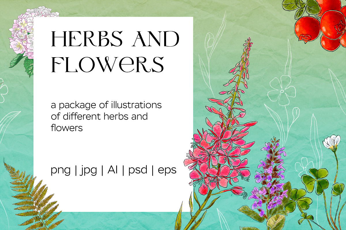 Herbs and flowers botanical set, an Object Illustration by Schumacher Shop (Photo 1 of 5)