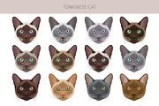 Tonkinese cat clip art, an Animal Illustration by pet design shop (Thumbnail 4 of 5)