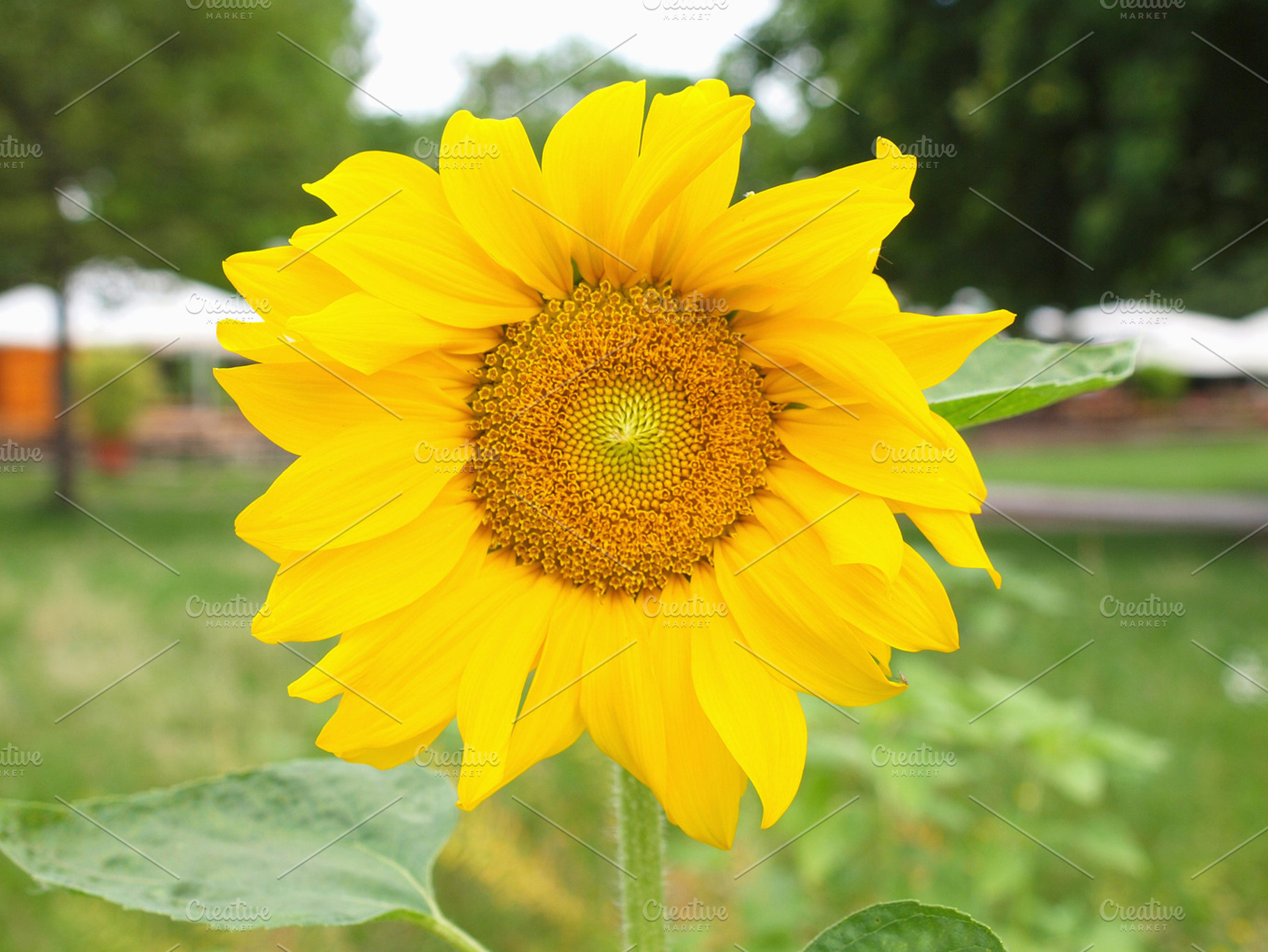 Sunflower flower containing nature, flower, and flora