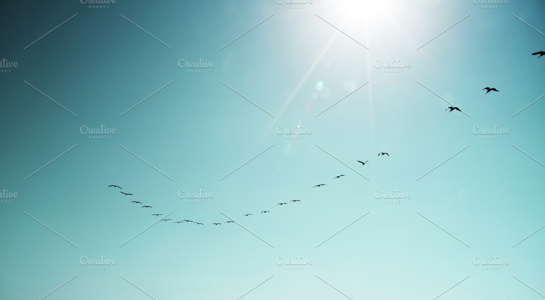Migrating Birds in a Sunny Sky, an Animal Photo by kristiangallagher