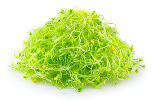 Young green radish microgreen, a Food & Drink Photo by ZinetroN