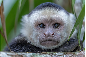 A Capuchin monkey, belonging to the, an Animal Photo by ZinetroN