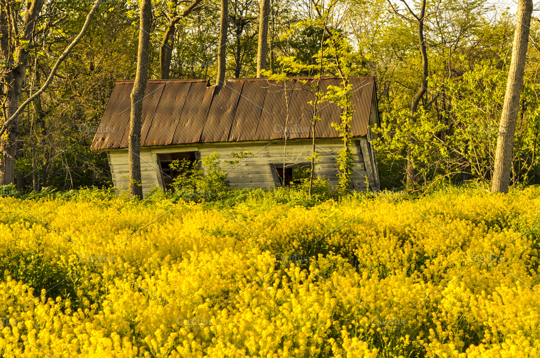 Pollen Dust Shed