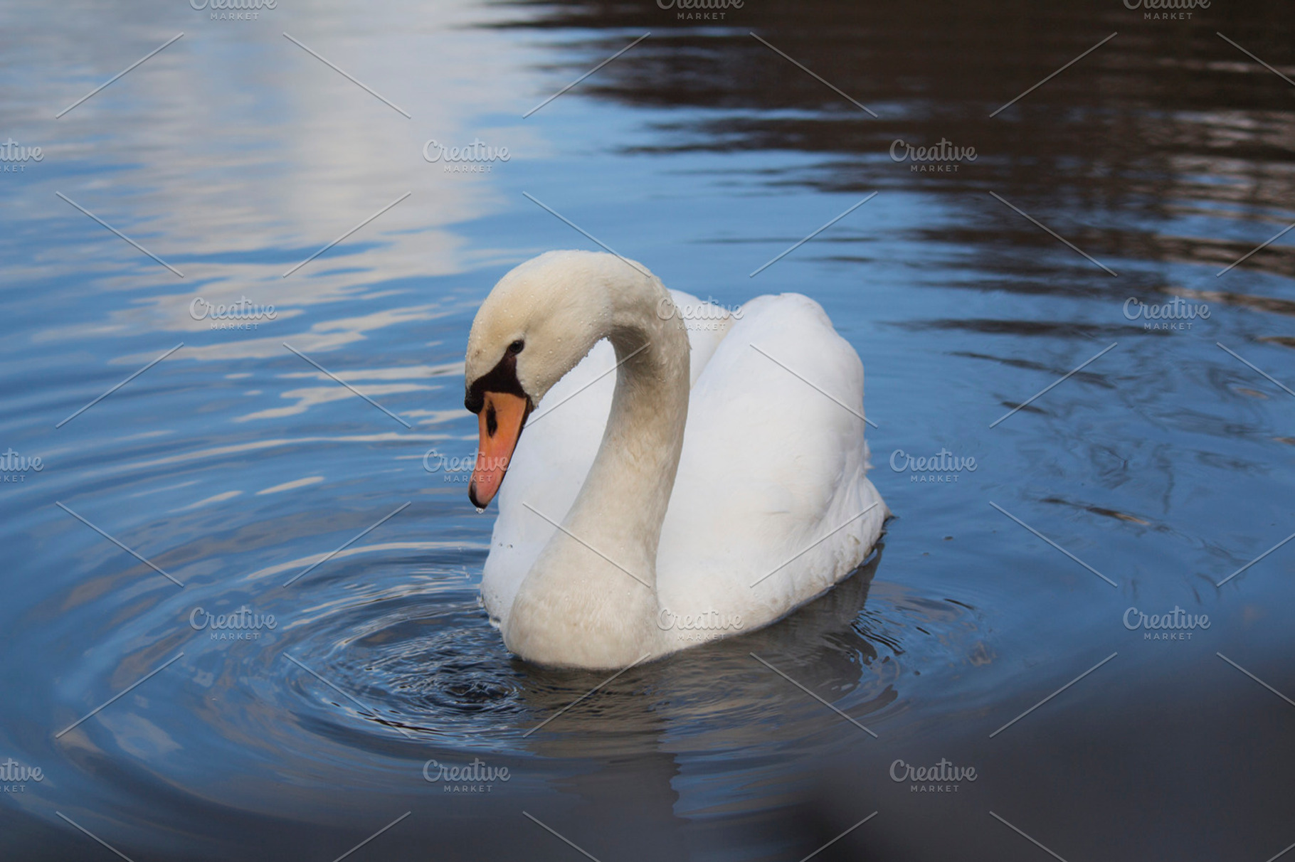 Swan stock photograph, an Animal Photo by Creative Moments