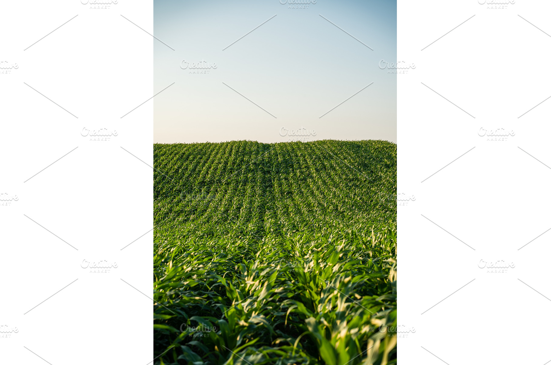 Vibrant rolling cornfield landscape, a Nature Photo by volodymyrshtun13795