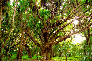 Jungle containing tree, trees, and jungle