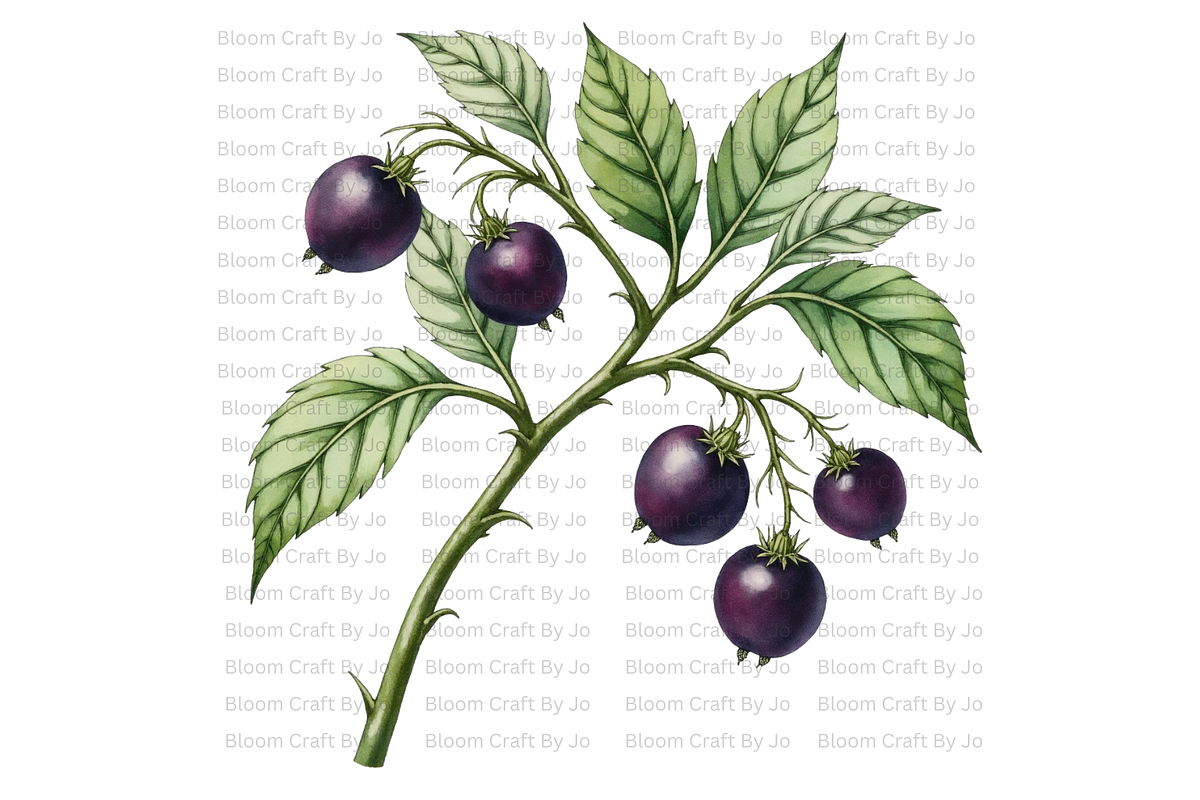 Deadly Nightshade Studies, a Decorative Illustration by Bloom Craft Creations (Photo 2 of 12)