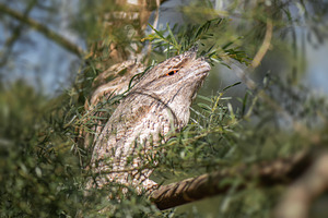 Tawny Frogmouths