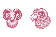 Elegant Vintage Ram Illustration, an Animal Illustration by MkStudio (Thumbnail 3 of 3)