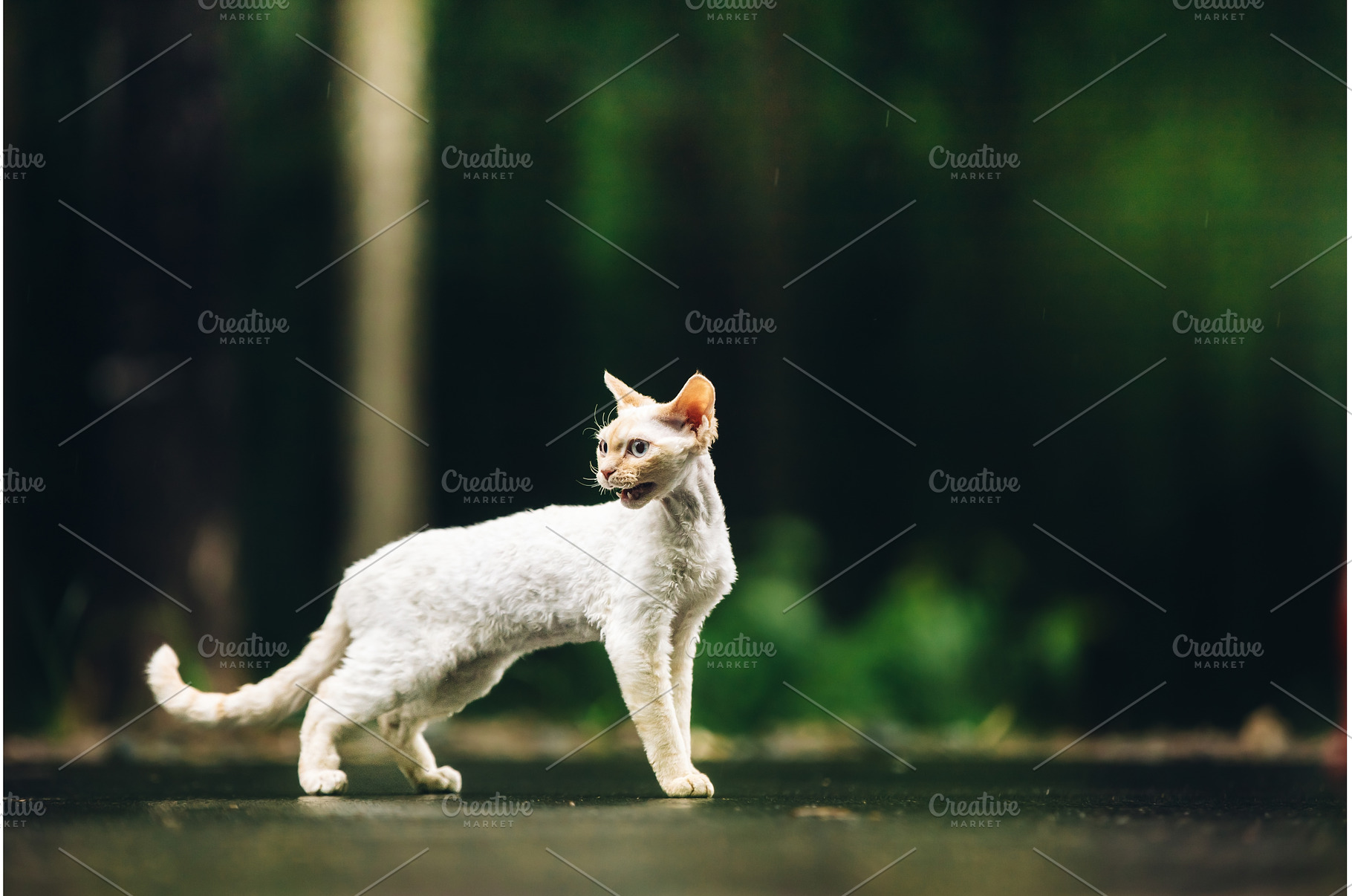 Devon Rex Cat With White Fur Color, an Animal Photo by Our Amazing World