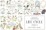 Watercolor Life Cycle Bundle 2, an Education Illustration by MayaNavits (Thumbnail 1 of 14)