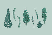 Azure Pressed Botanical PNG Pack, an Object Graphic by Custom Scene (Thumbnail 1 of 8)
