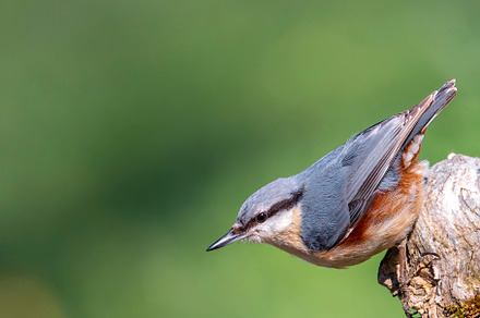 Eurasian nuthatch perching on a wooden perch., an Animal Photo by CreativePhotoSpain