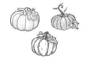 Pumpkin Set Line Art Sketch Vector