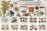 Kumataro Ito Japanese Aquatic Art, an Animal Illustration by Digital Museum (Thumbnail 1 of 13)