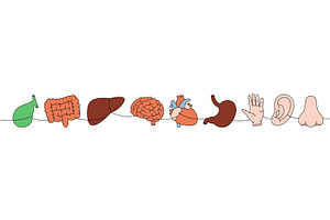Set of human organ one line colored, an Object Illustration by GraphiShop