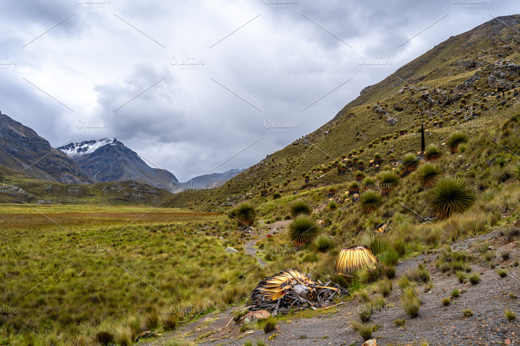 Puya Raimondi plants on the Pastoruri Glacier trek, Huaraz, Peru, an Animal Photo by GoodGoods