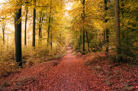 Path