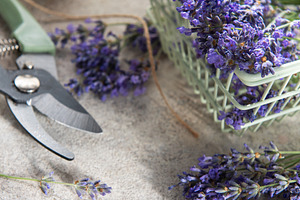 Harvesting fresh lavender flowers with pruning shears and twine, a Health & Medical Photo by Olena Rudo