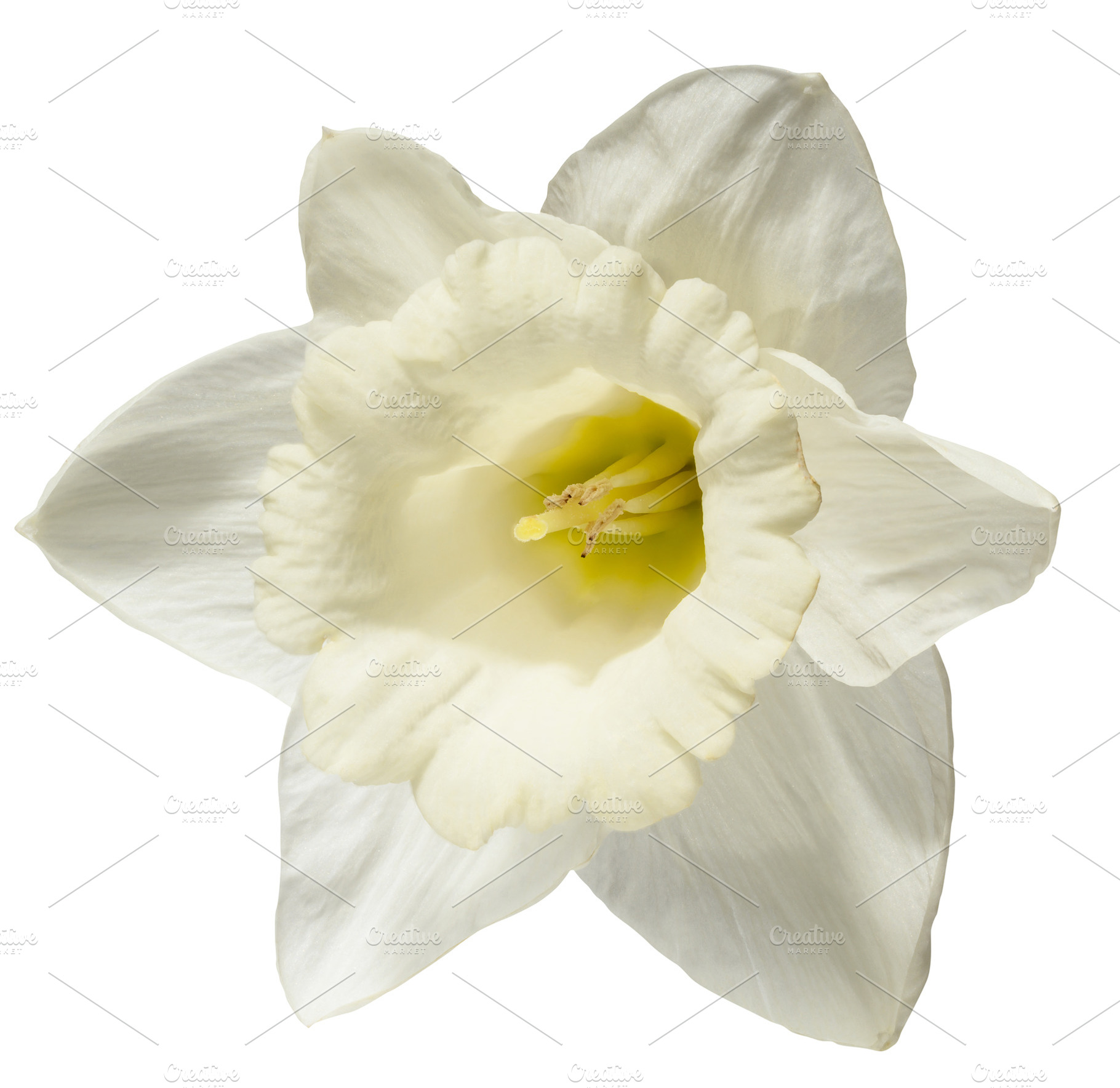 A single, pristine white daffodil flower with a delicate yellow, a Nature Photo by ndanko