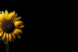 Bright sunflower with dew-covered petals and green leaves isolat, a Nature Photo by José Manuel Gelpi