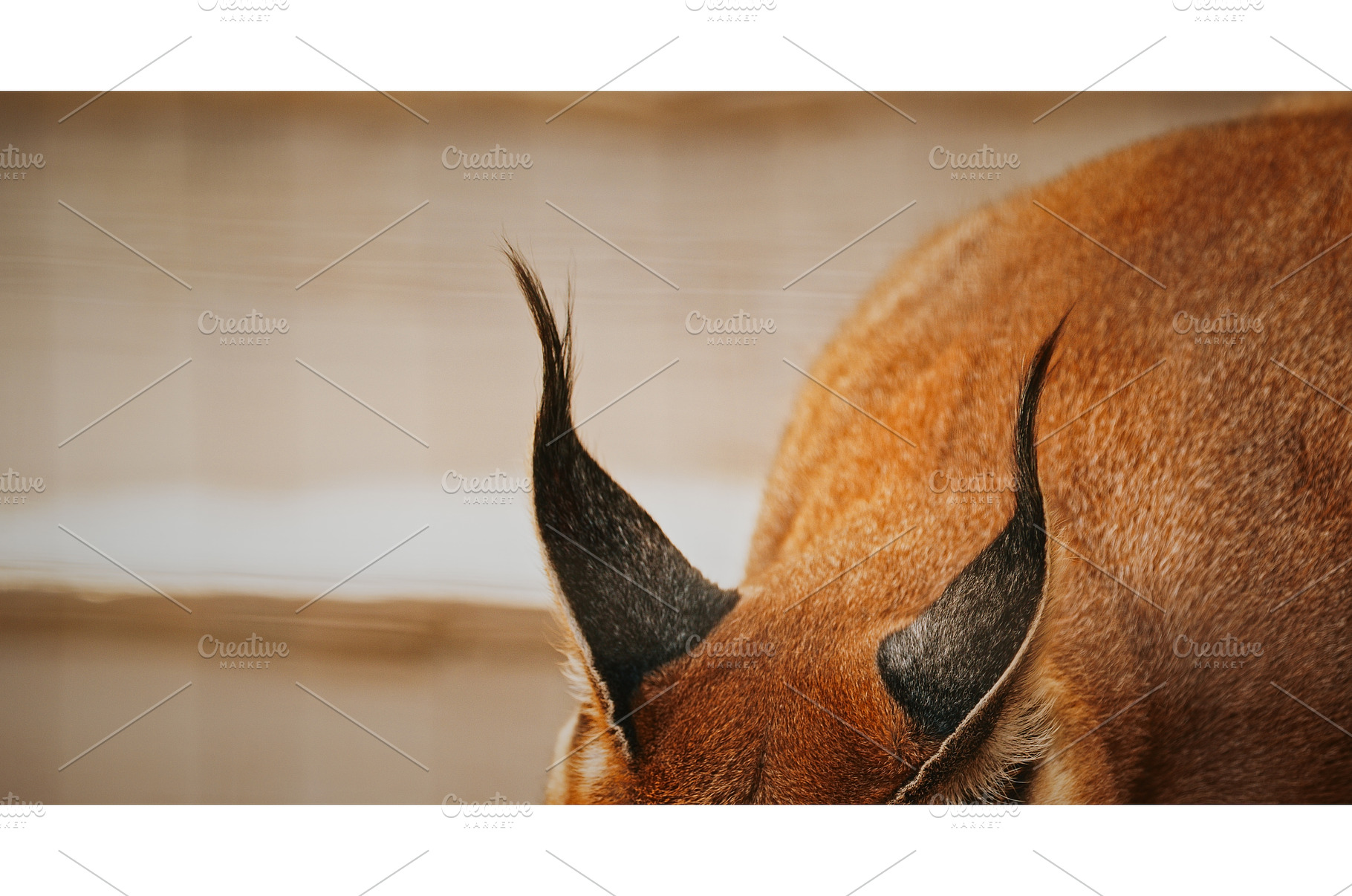 Rear view of caracal's ear, focusing, an Animal Photo by Our Amazing World