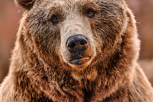 Brown bear looking straight ahead in, an Animal Photo by Perpis
