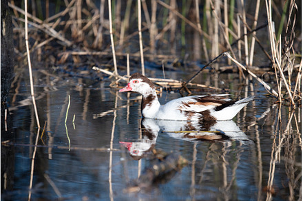 Muscovy duck swims on a spring lake