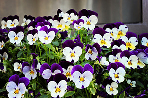 Italian violas stock photograph