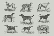 Dogs Vintage Illustrations, an Illustration by Retro Machine (Thumbnail 3 of 25)