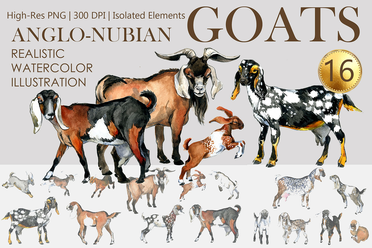 Anglo Nubian Goats: 16 Illustrations, an Animal Illustration by FineArt (Photo 1 of 6)