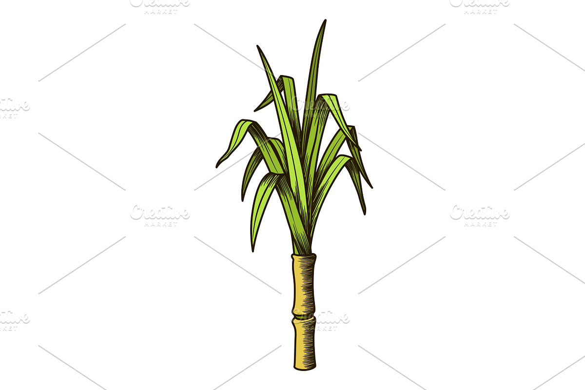 Cane sugar. Sugarcane plant, a Food Illustration by Things for designers
