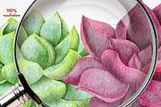 Succulents Watercolor clipart, an Illustration by BarvArt (Thumbnail 13 of 13)