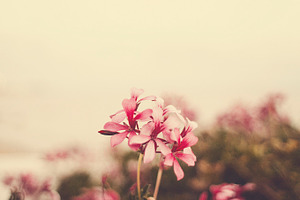 Beautiful pink flowers I