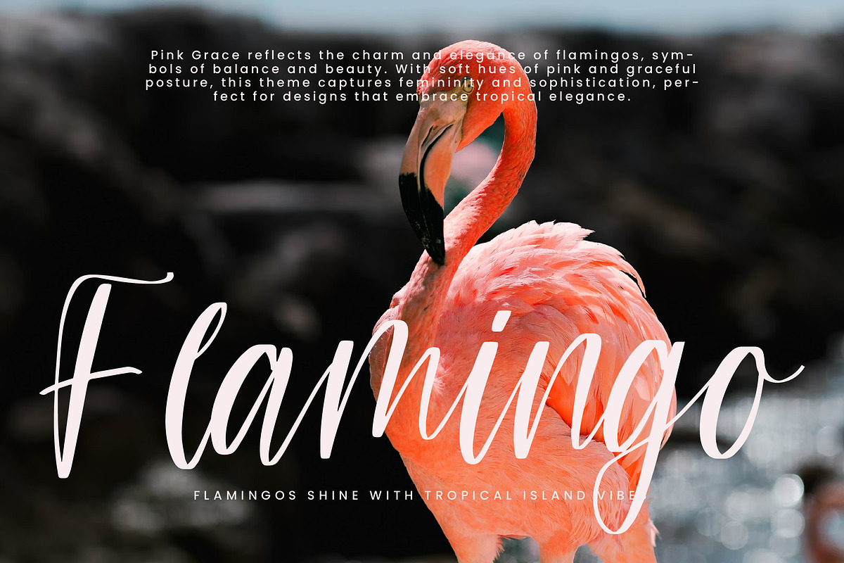 Teracota Strokes, a Script Font by Integritype Studio (Photo 4 of 15)