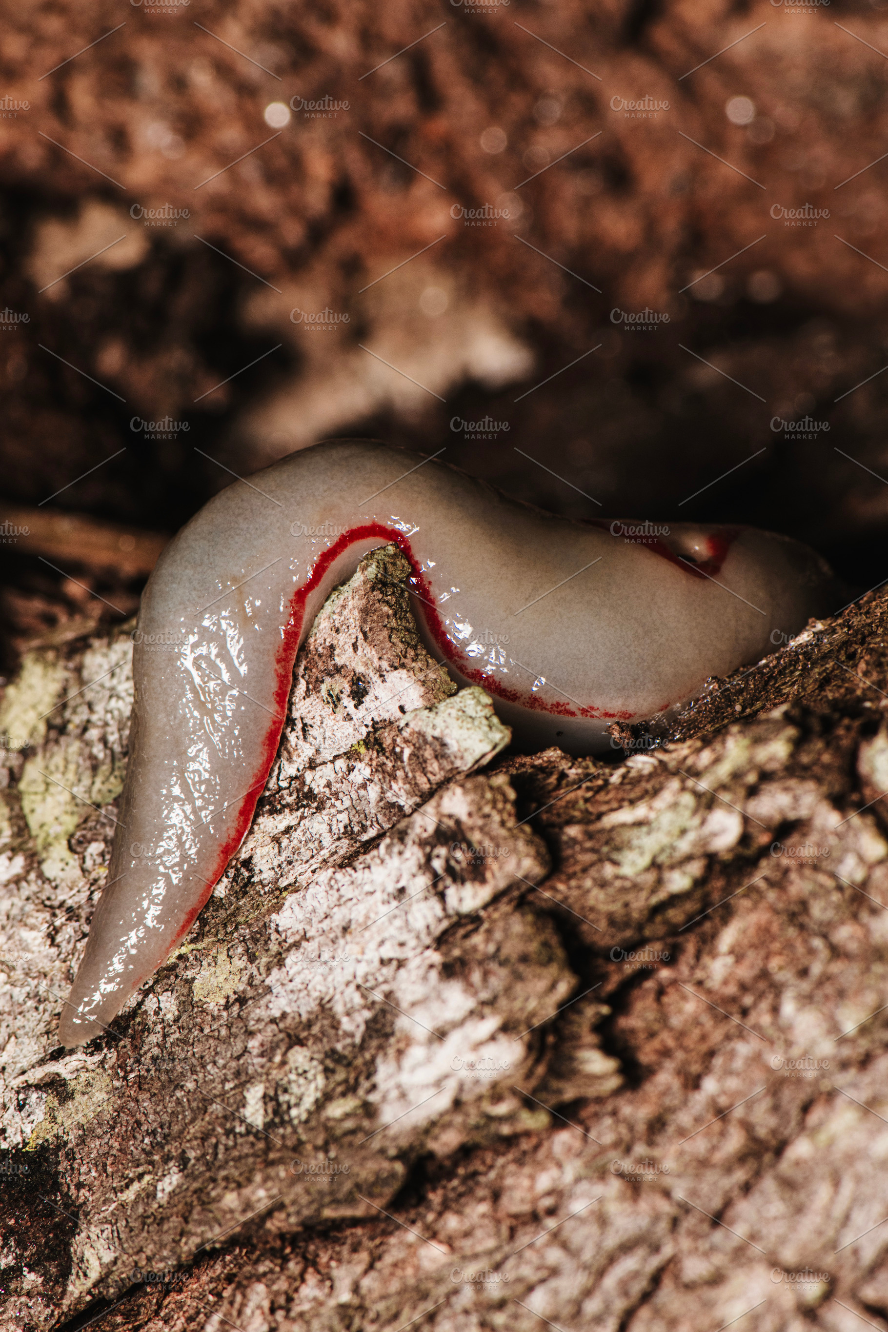 Red Triangle Slug, an Animal Photo by Rob D Animal Photography