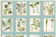 Certified Organic Clipart & Brushes, an Object Graphic by Le Paper Cafe (Thumbnail 5 of 5)