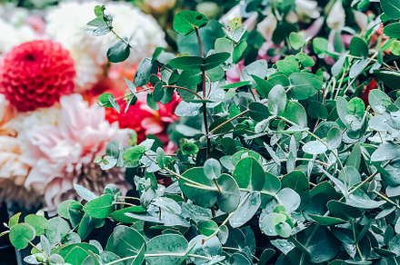 Fresh eucalyptus branches in small florist shop, a Nature Photo by Dvoevnore photos