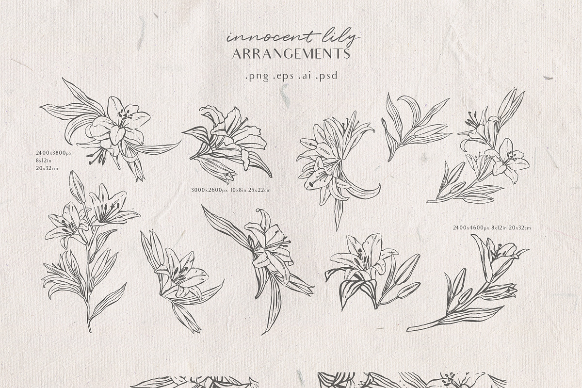 Innocent Lily - Floral Line Art, an Illustration by Julia M. Watercolor (Photo 4 of 11)