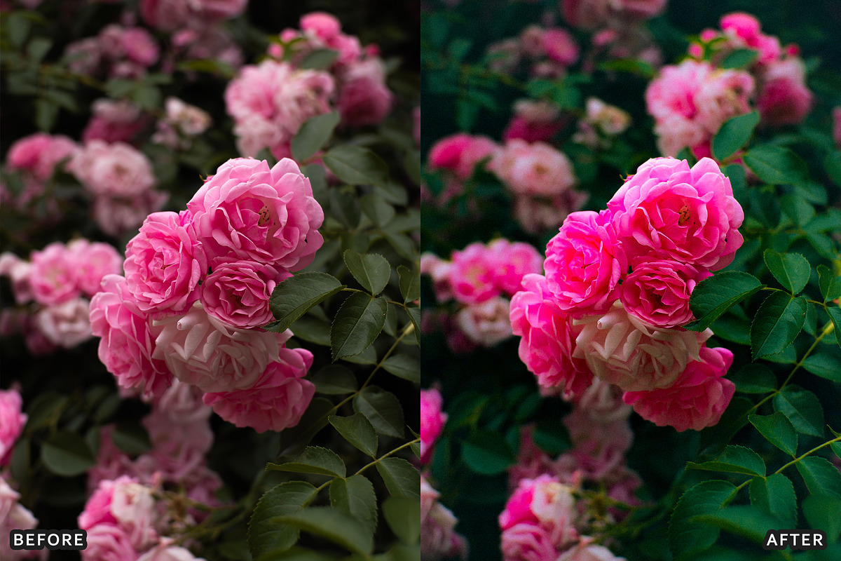 Rose Velvet Bloom Lightroom Presets, a Preset Add-On by AAA Presets (Photo 9 of 12)