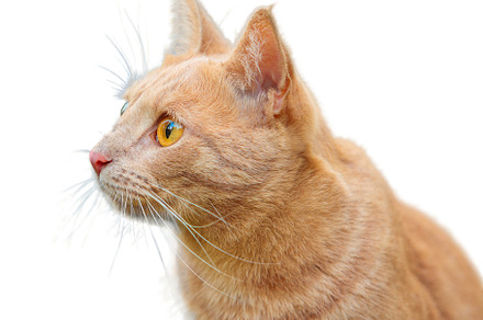 Ginger cat on a white background isolate, an Animal Photo by oleghz