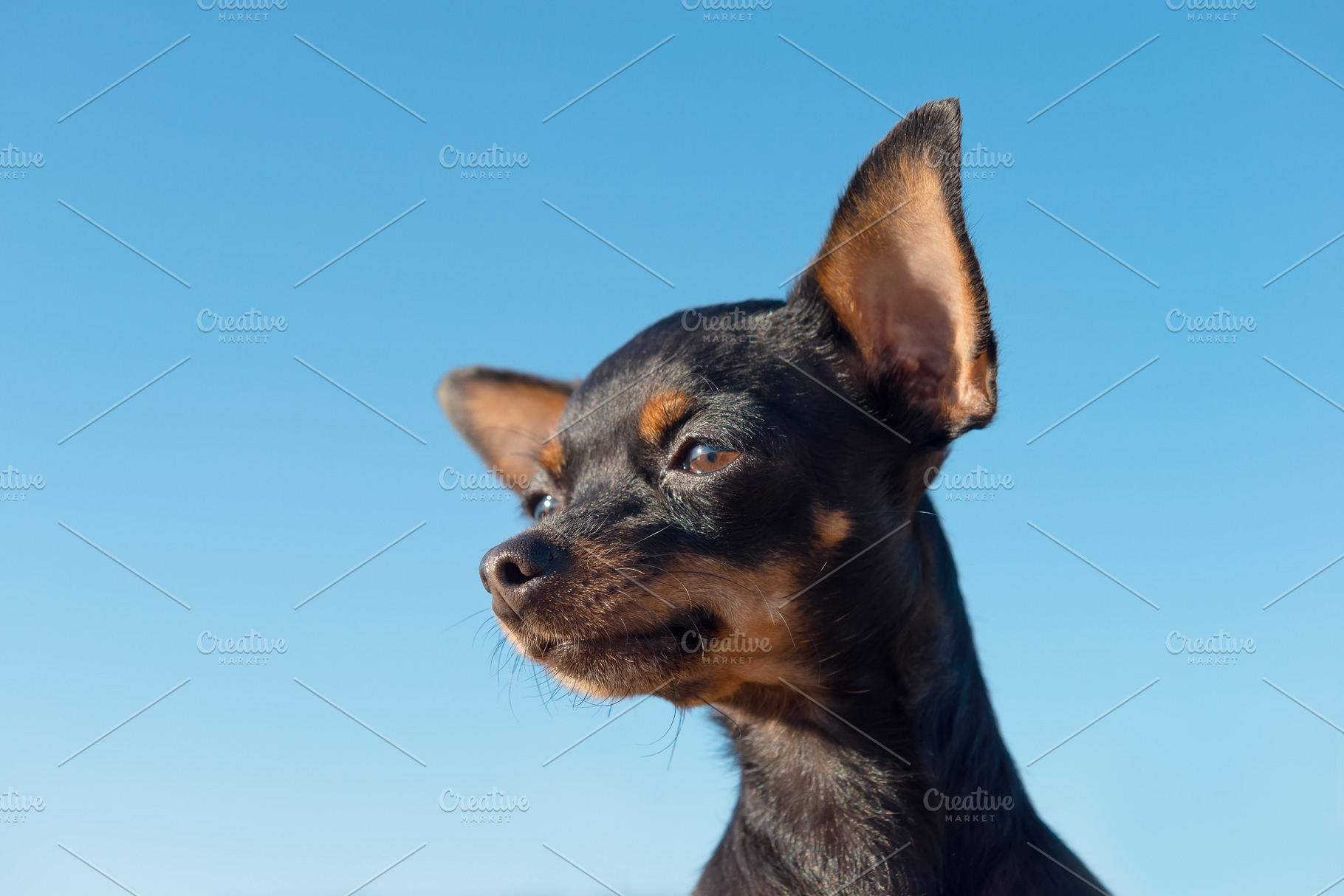 Head of a Russian Toy dog, an Animal Photo by FedotovAnatoly