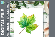 Leaf Illustration Bundle, 20 PNG, a Decorative Illustration by Enliven Designs (Thumbnail 6 of 8)