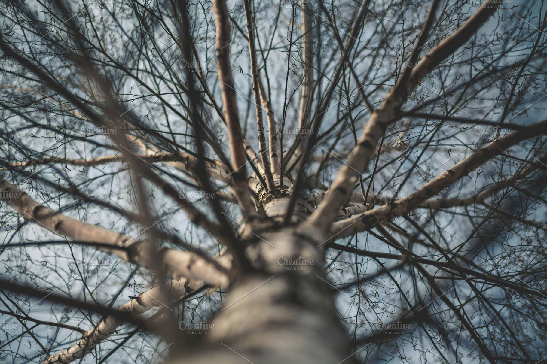 Branches Stock Photo Containing Branch And Branches